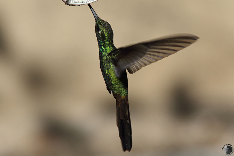 Cuban Emerald male adult, identification, drinks