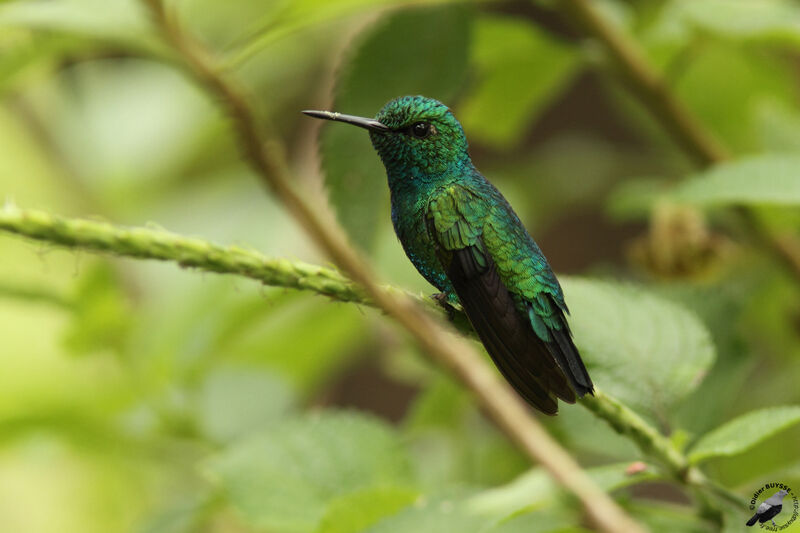 Émeraude orvertadulte, identification