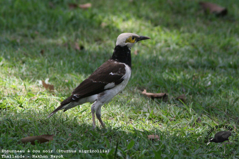 Black-collared Starlingadult breeding