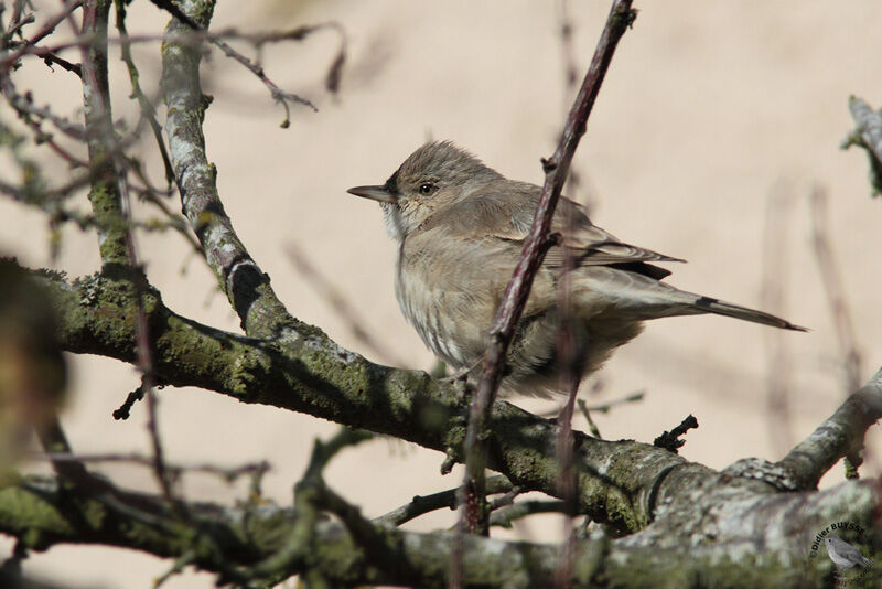 Fauvette épervière1ère année, identification