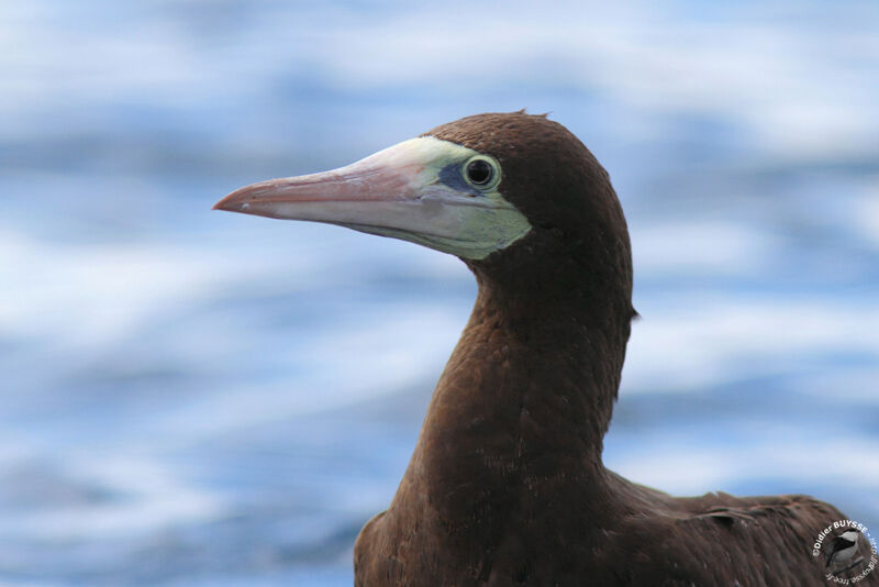 Cocos Booby