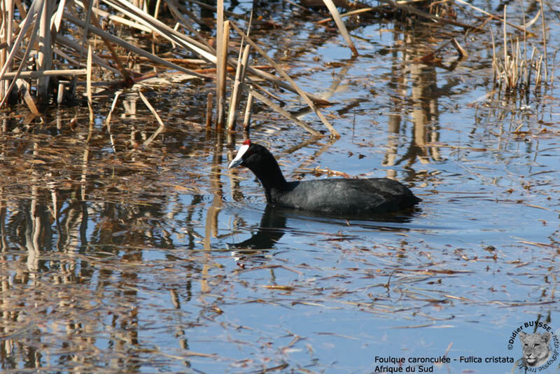 Red-knobbed Cootadult, identification