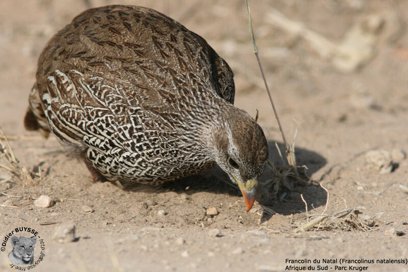 Francolin du Natal