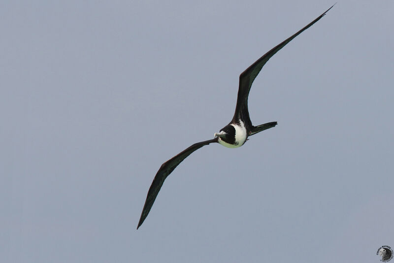 Magnificent Frigatebird, Flight