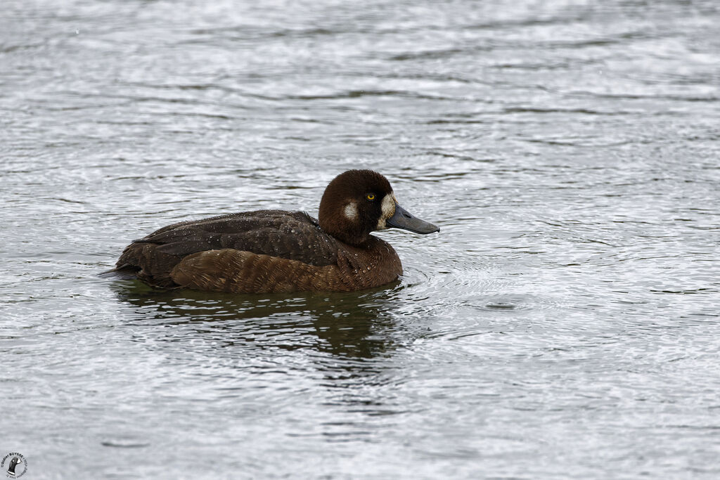 Greater Scaup female adult