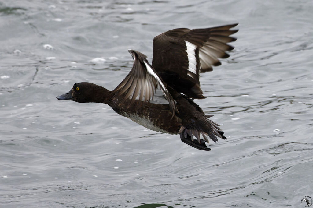 Tufted Duck female adult breeding