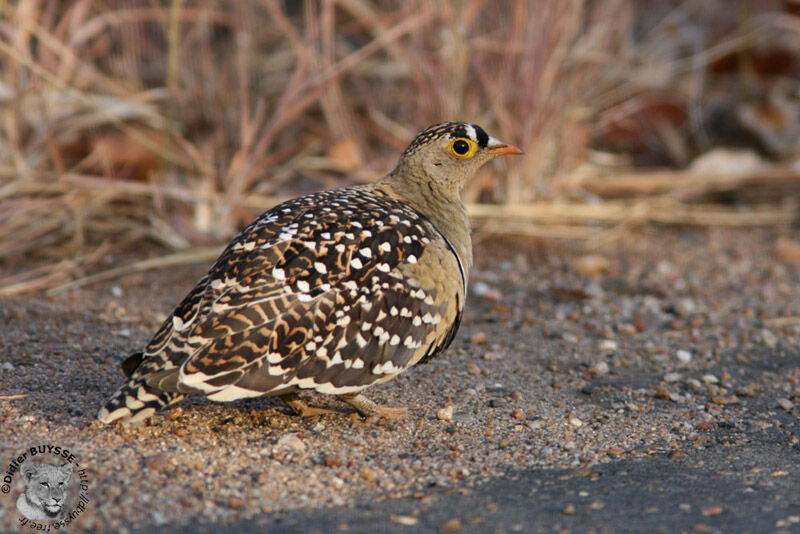 Double-banded Sandgrouse male adult, identification