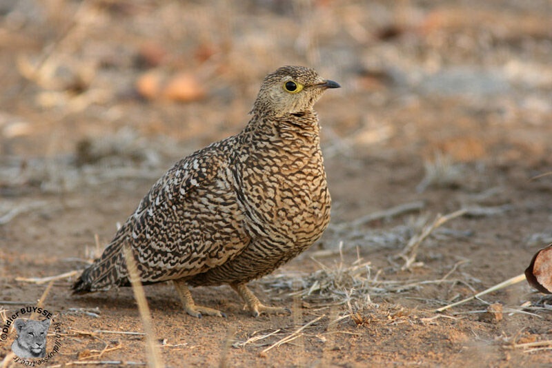 Double-banded Sandgrouse female adult, identification