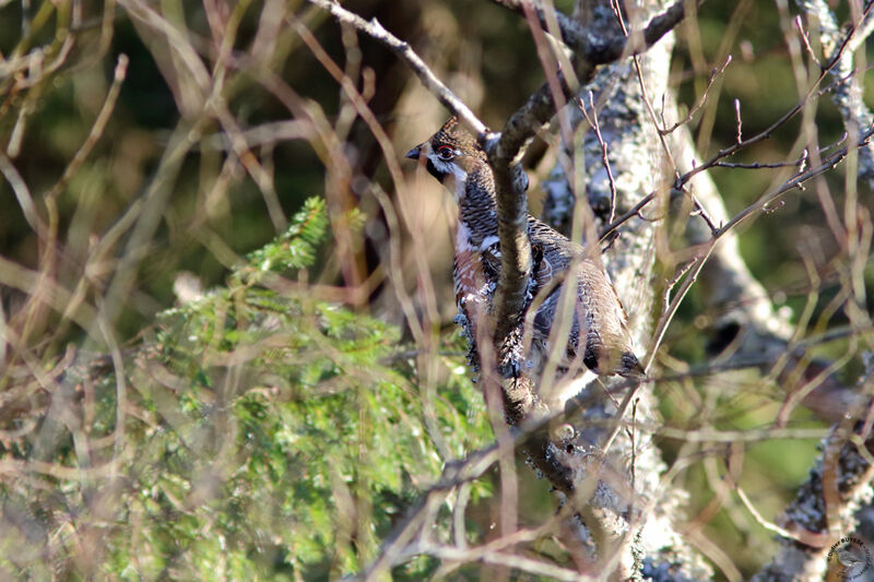 Hazel Grouse male adult, habitat