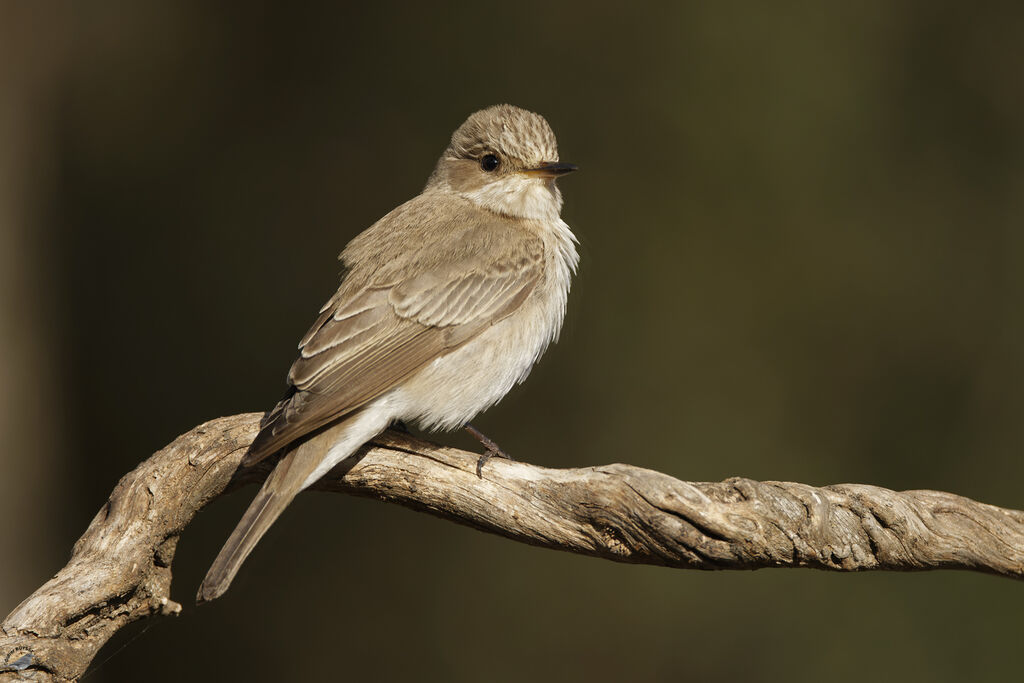 Gobemouche grisadulte