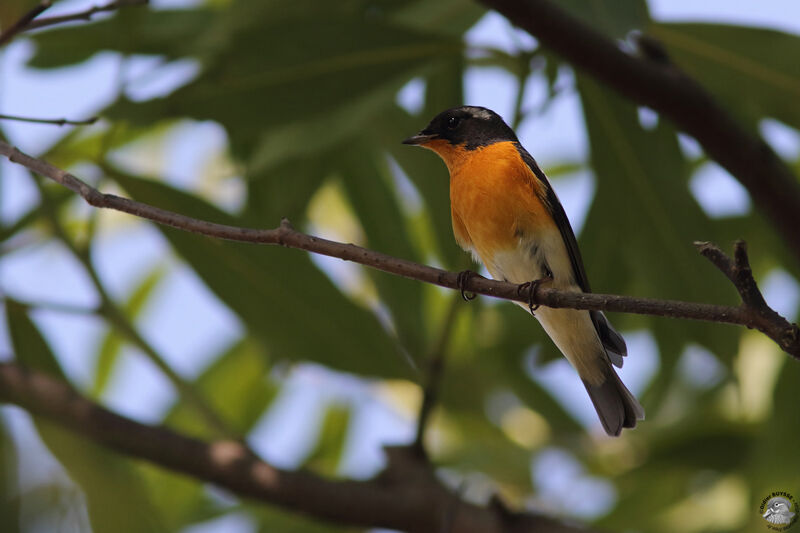 Mugimaki Flycatcher male adult, identification