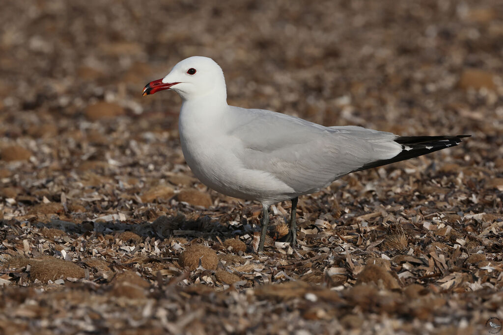 Goéland d'Audouin