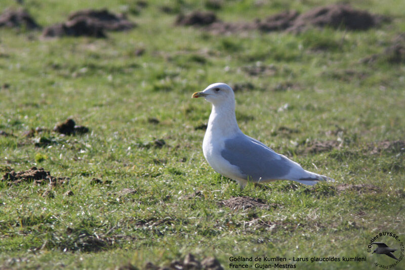 Goéland de Kumlienadulte internuptial, identification
