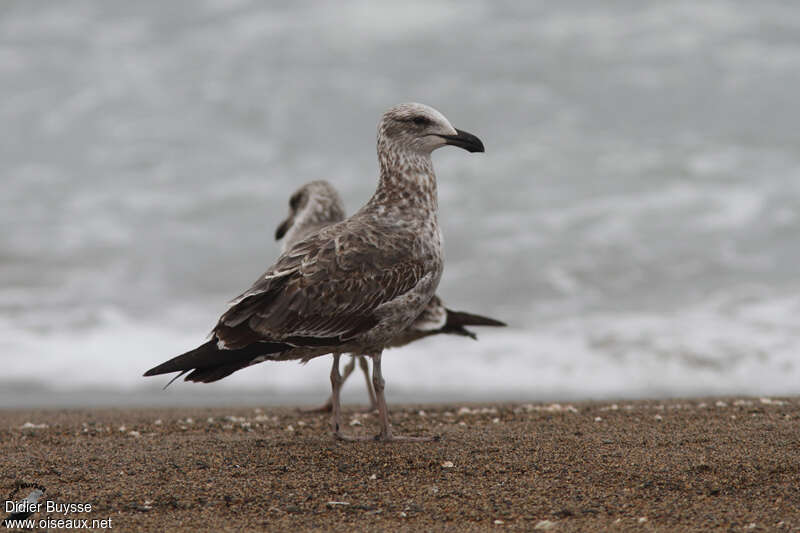 Kelp Gulljuvenile, identification