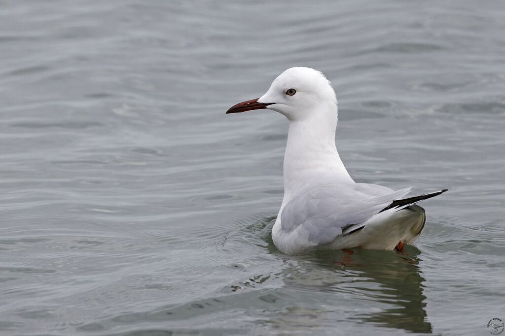 Slender-billed Gulladult, swimming