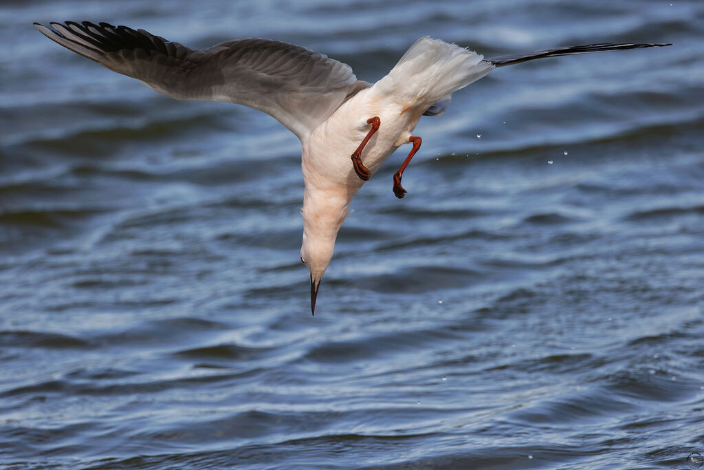 Goéland railleur, pêche/chasse