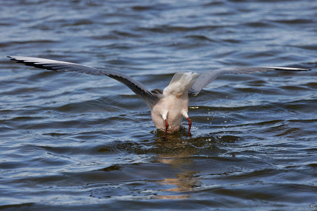 Goéland railleur, pêche/chasse