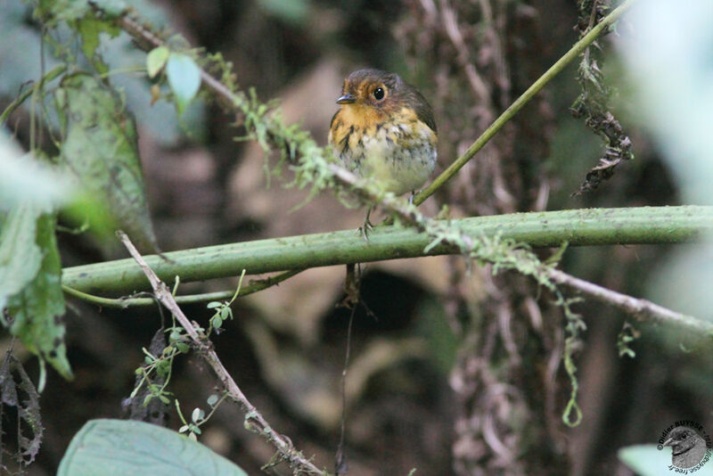 Ochre-breasted Antpitta female adult, identification