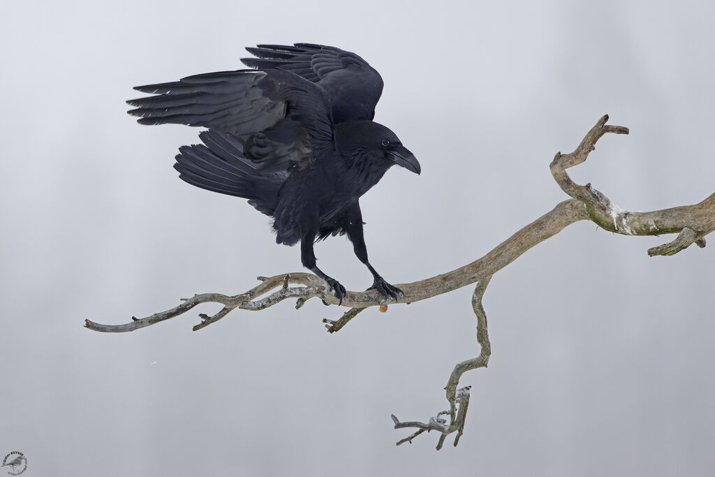 Grand Corbeau