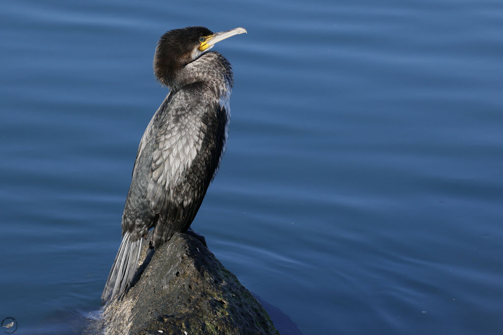 Great Cormorantimmature