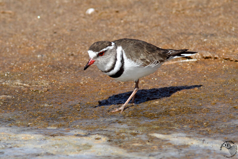 Three-banded Ploveradult, identification, Behaviour
