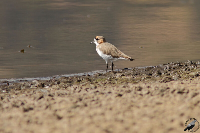 Puna Ploveradult, identification