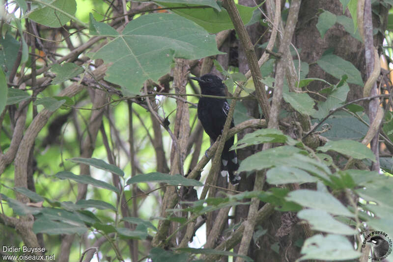 Jet Antbird male adult, habitat, pigmentation