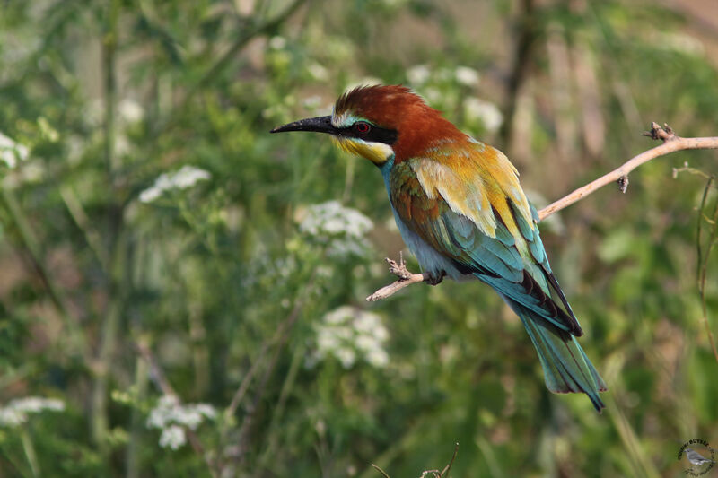 European Bee-eater, identification