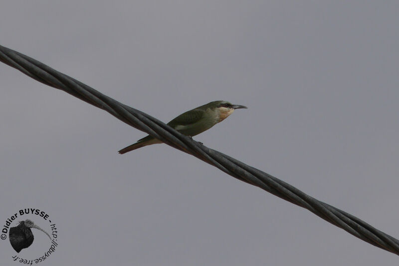 Blue-cheeked Bee-eater, identification