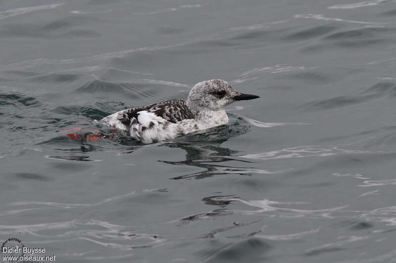 Guillemot à miroiradulte internuptial, identification