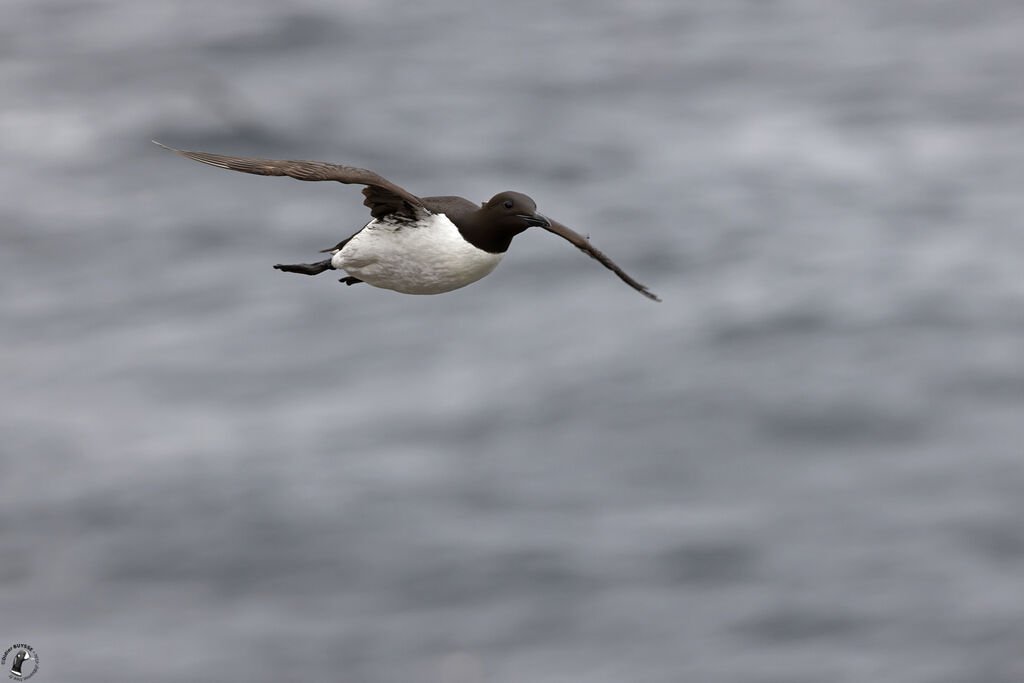 Guillemot de Brünnich