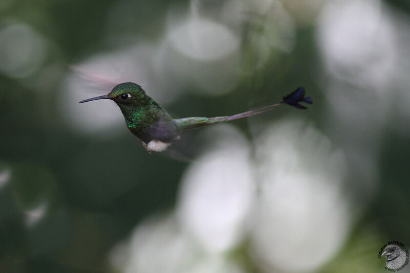White-booted Racket-tail male, Flight