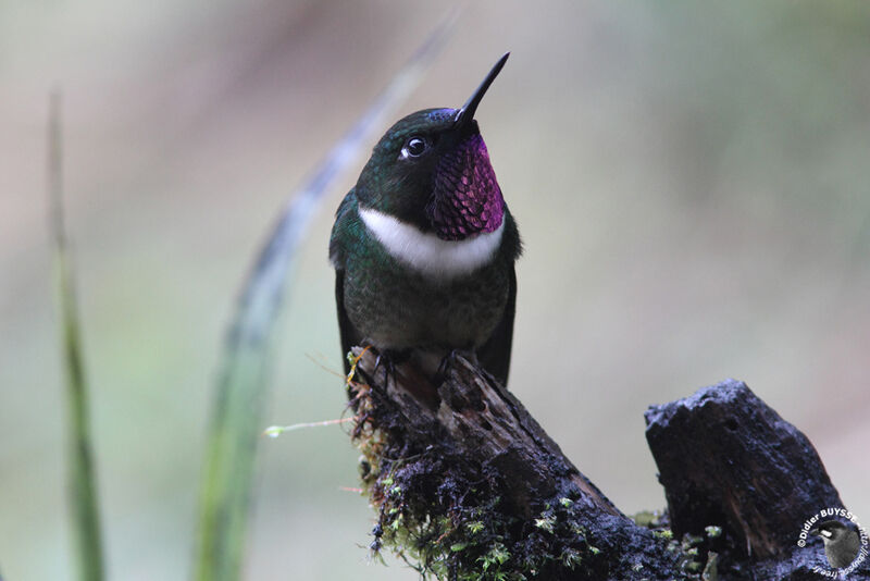 Amethyst-throated Sunangel