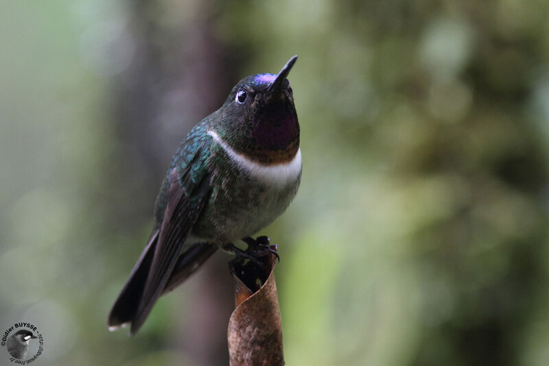 Amethyst-throated Sunangel