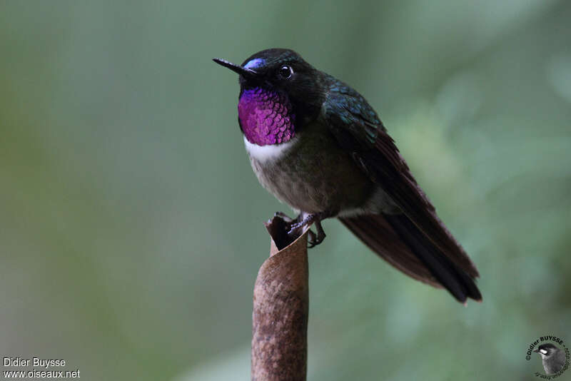 Amethyst-throated Sunangel