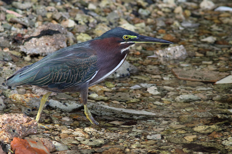Héron vertadulte, identification, marche, pêche/chasse