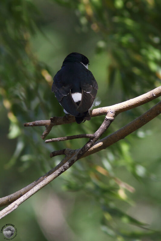 White-rumped Swallowadult, identification