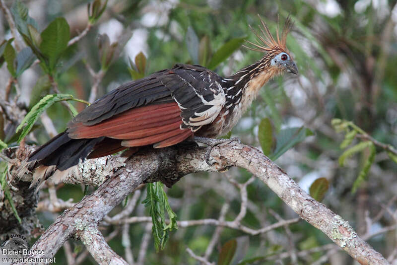 Hoazin huppéadulte, identification