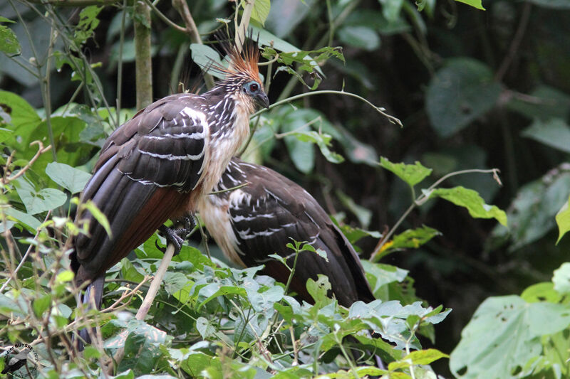 Hoazin huppéadulte, identification