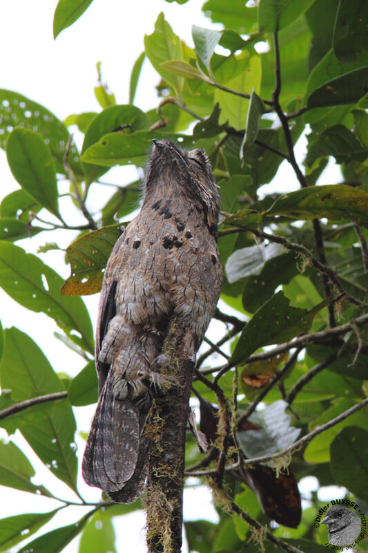 Common Potooadult, identification