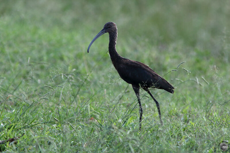 White-faced Ibisimmature, identification, walking