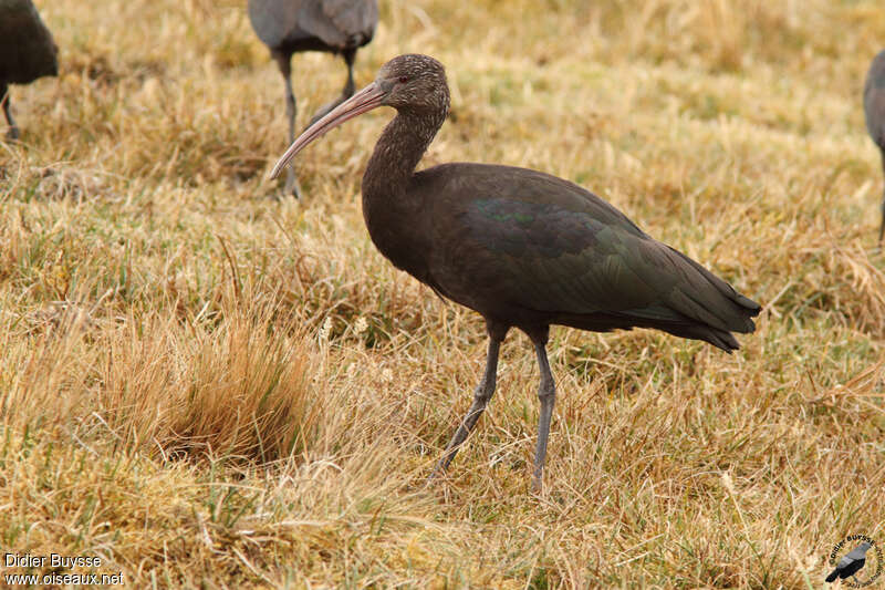 Ibis de Ridgway, identification