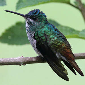 Colibri oenone