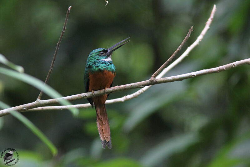 Jacamar à queue rousse mâle adulte, identification
