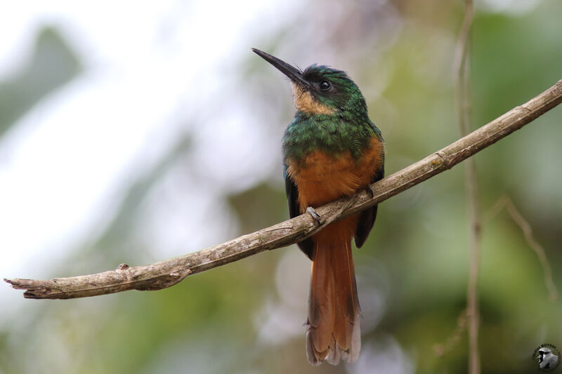 Jacamar à queue rousseadulte, identification