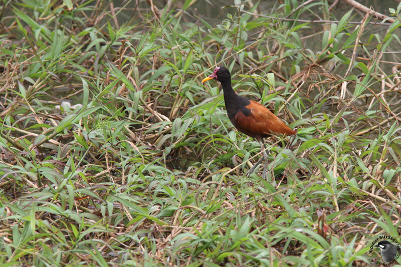 Wattled Jacanaadult, identification