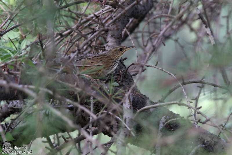 Lanceolated Warblerimmature, identification
