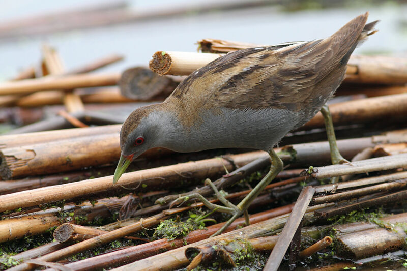 Little Crake male adult breeding, identification