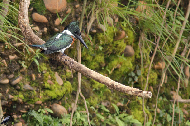 Martin-pêcheur d'Amazonie mâle adulte, identification