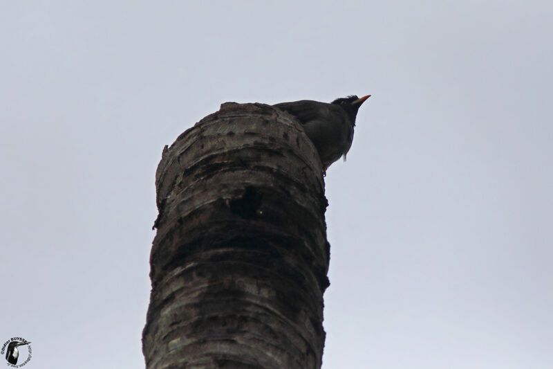 Martin forestieradulte, identification